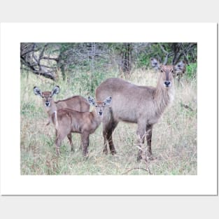 Waterbuck family Posters and Art